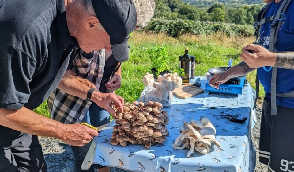 Mushroom Chocolate Bars Wellness