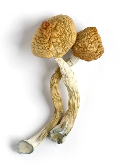 Golden Teacher Mushrooms For Sale