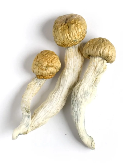 Buy Albino Penis Envy Mushrooms