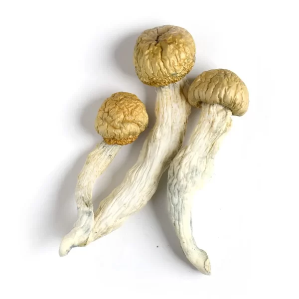 Buy Albino Penis Envy Mushrooms